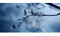 今日霜降 | 一年補透透，不如補霜降